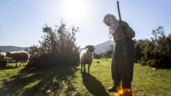 Fatma teyze Amanos Dağları eteklerinde 50 yıldır çobanlık yapıyor